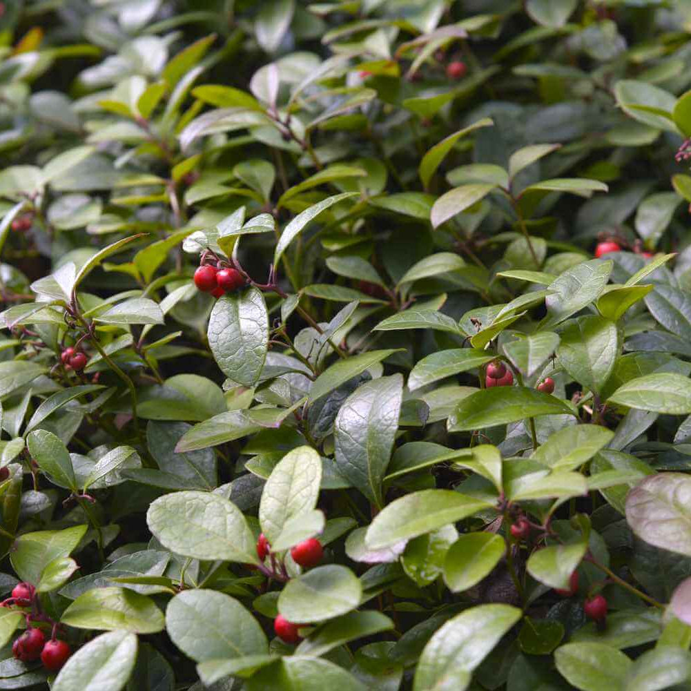 Wintergreen Seeds – Evergreen Groundcover