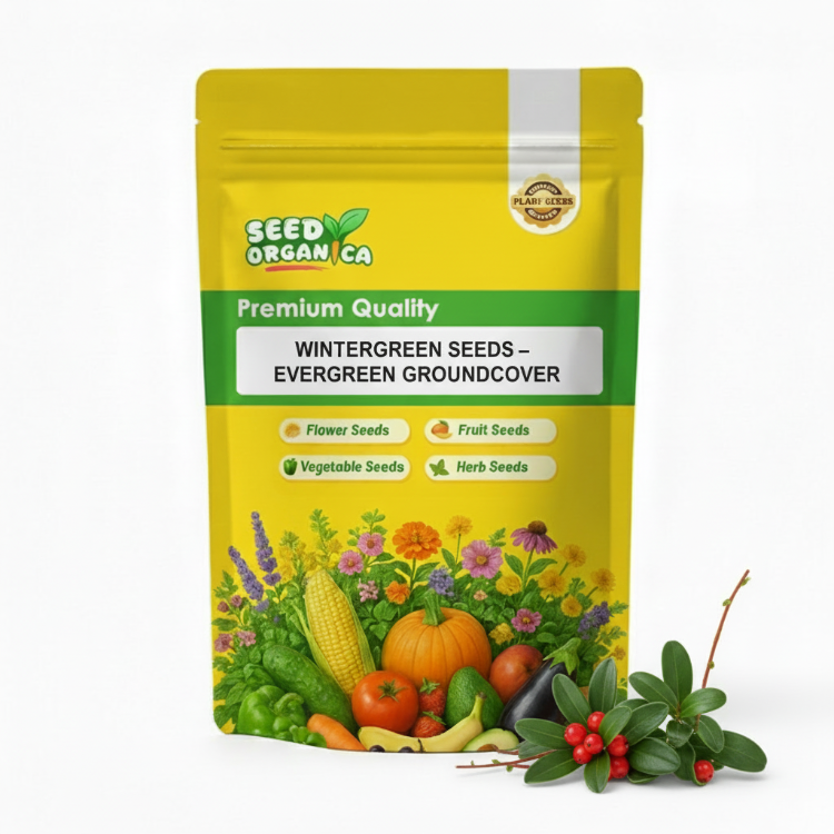 Wintergreen Seeds – Evergreen Groundcover