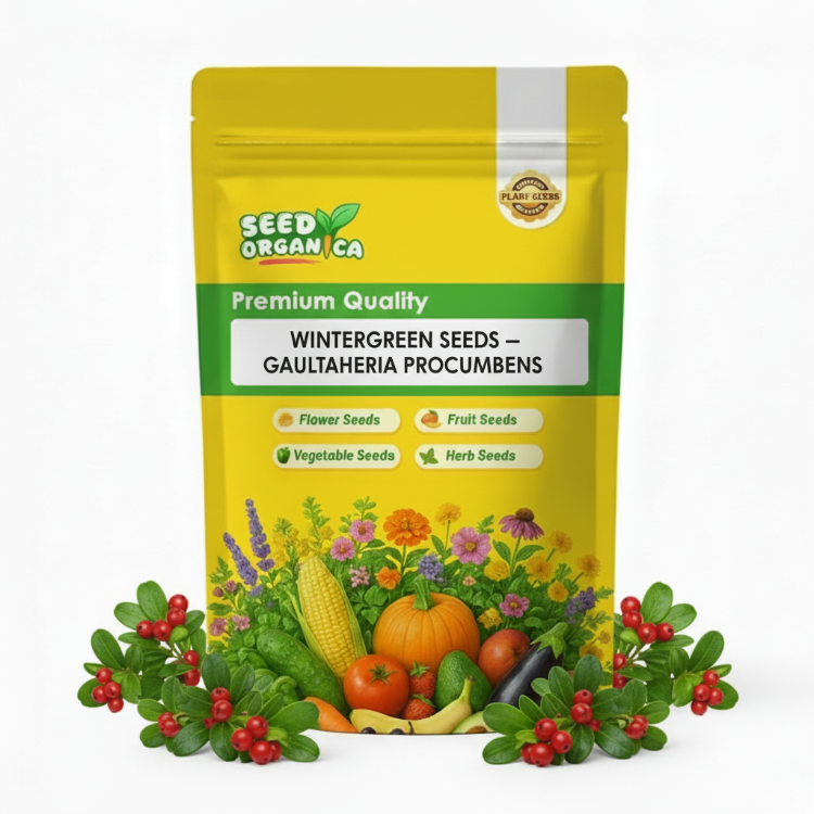 Wintergreen Seeds – Gaultheria Procumbens