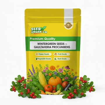 Wintergreen Seeds – Gaultheria Procumbens