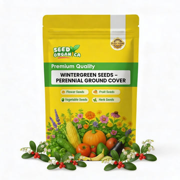 Wintergreen Seeds – Perennial Ground Cover
