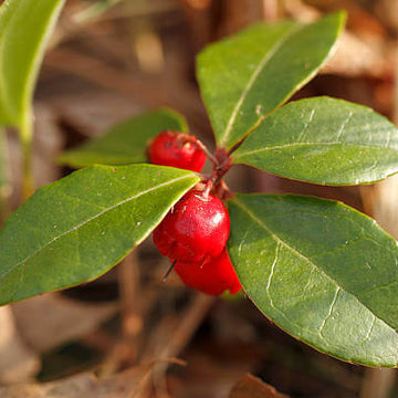Wintergreen Seeds – Red Berry
