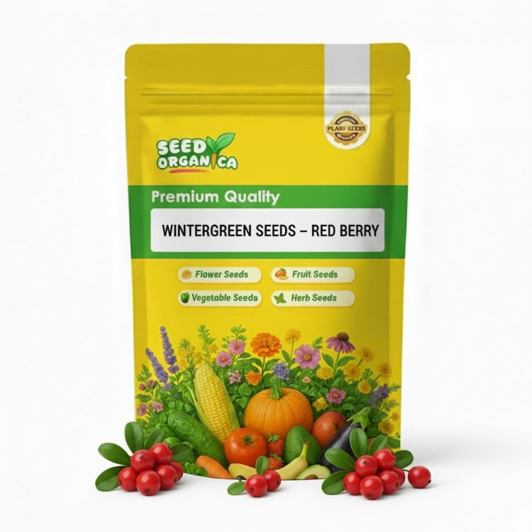 Wintergreen Seeds – Red Berry