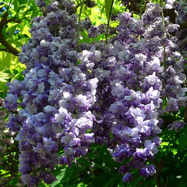 Wisteria Seeds – Black Dragon