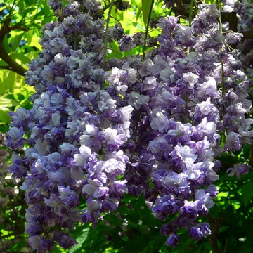 Wisteria Seeds – Black Dragon