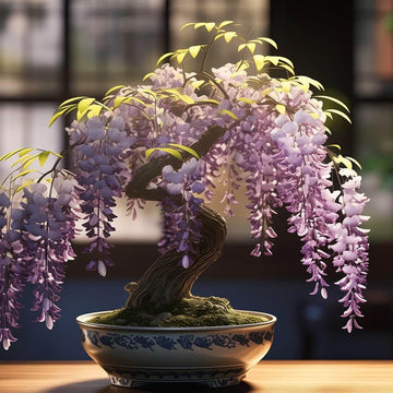 Wisteria Seeds – Bonsai