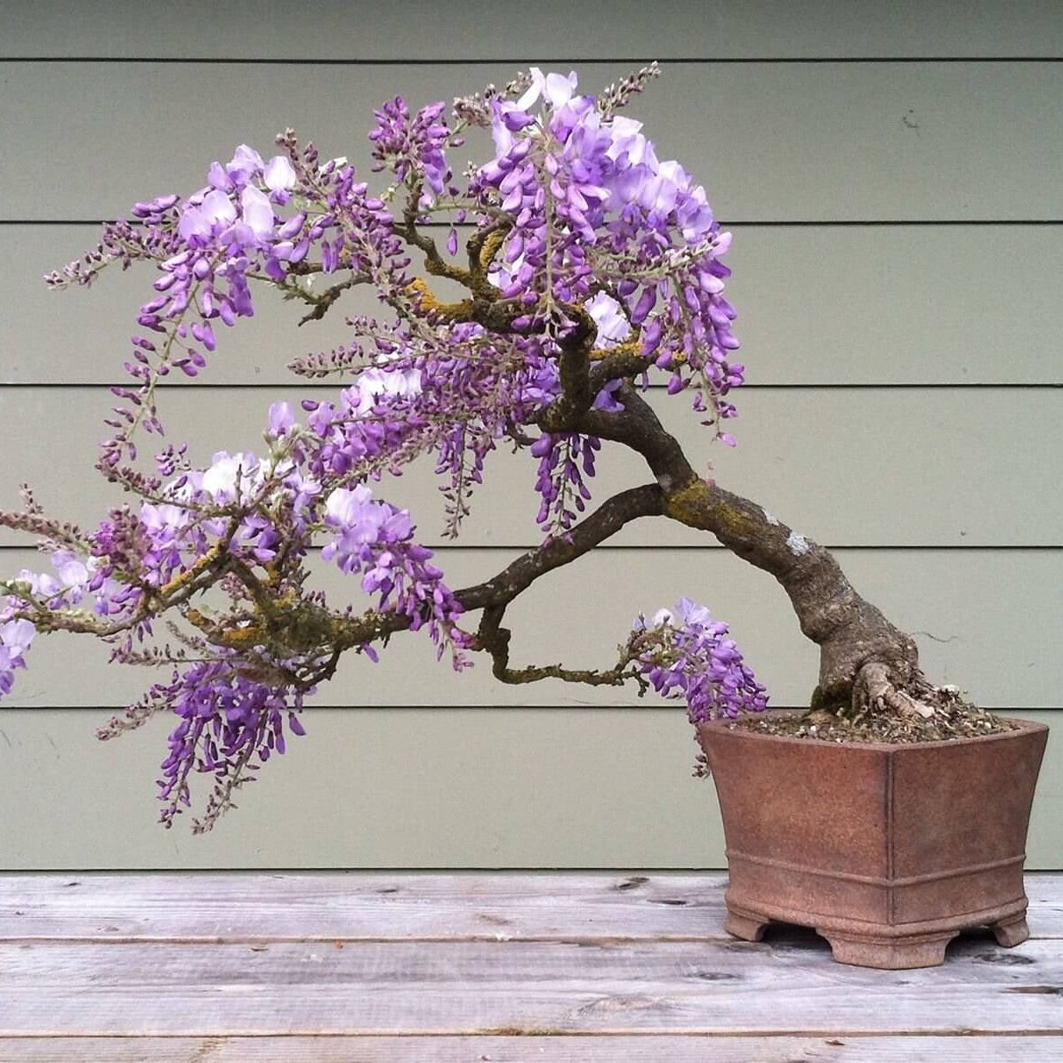 Wisteria Seeds – Bonsai