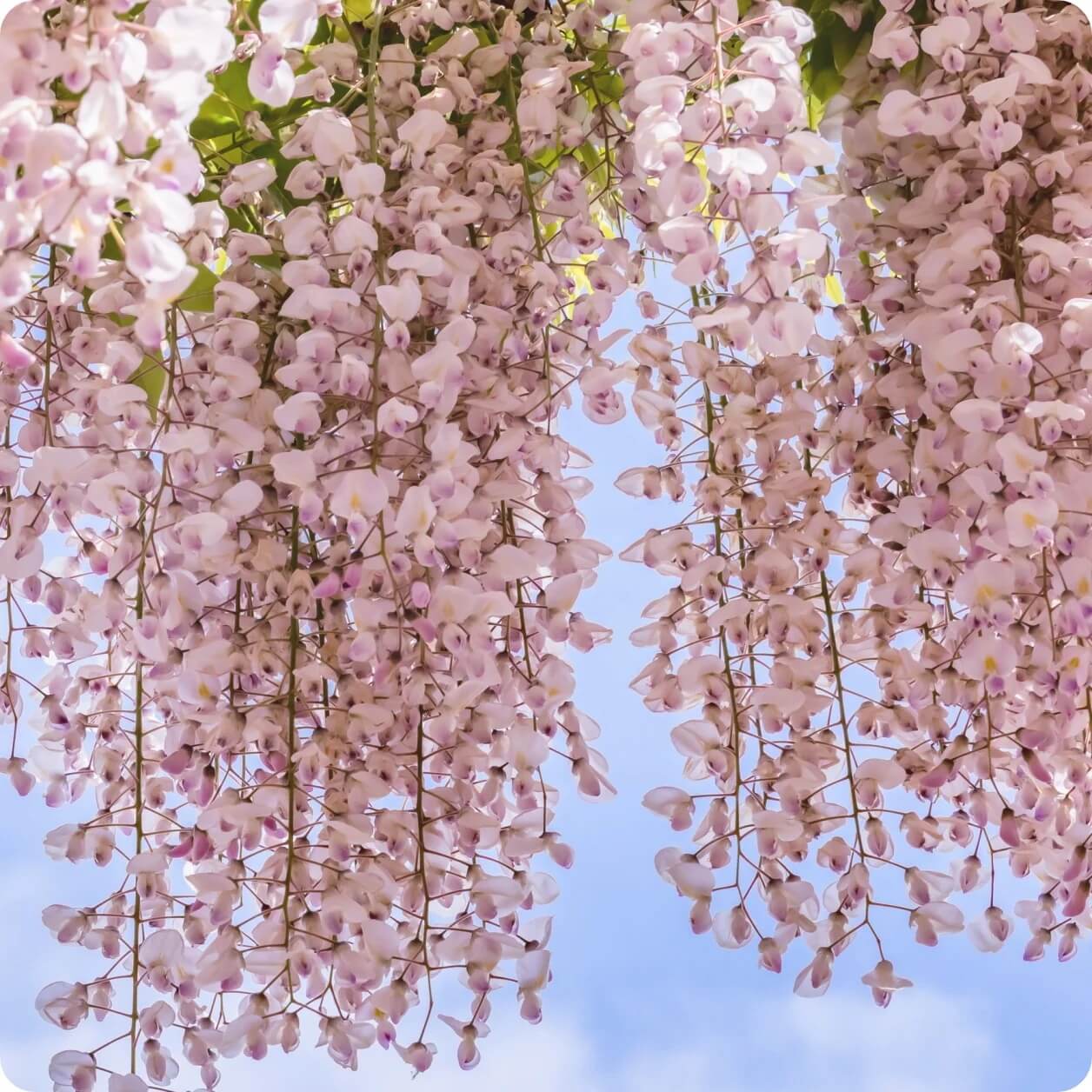 Wisteria Seeds – Pink