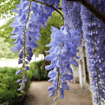 Wisteria Seeds