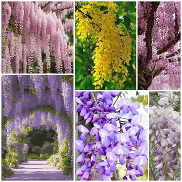 Wisteria Seeds - All In One For Home Gardens