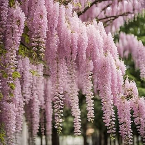 Wisteria Seeds - All In One For Home Gardens