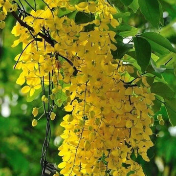 Wisteria Seeds - All In One For Home Gardens