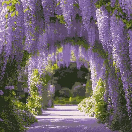 Wisteria Seeds - All In One For Home Gardens