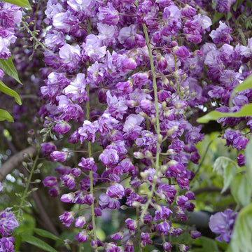 Wisteria Seeds – Black Dragon