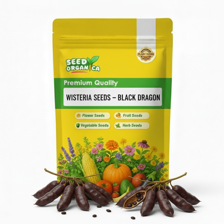 Wisteria Seeds – Black Dragon