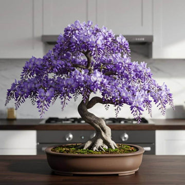 Wisteria Seeds – Bonsai