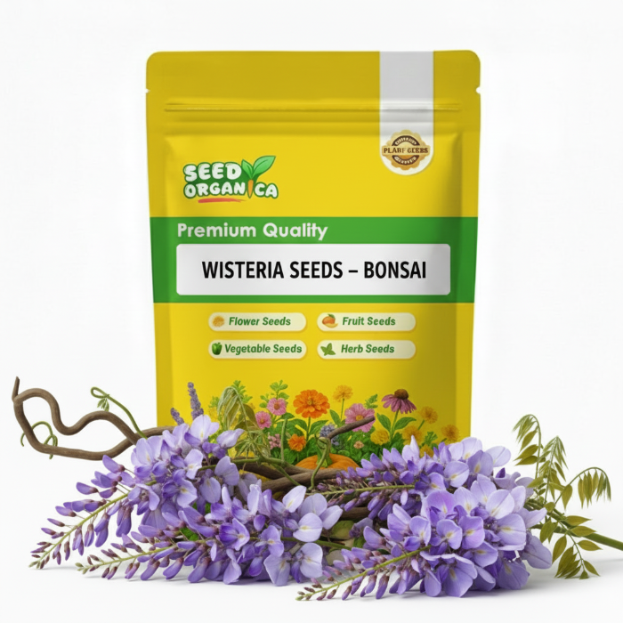 Wisteria Seeds – Bonsai