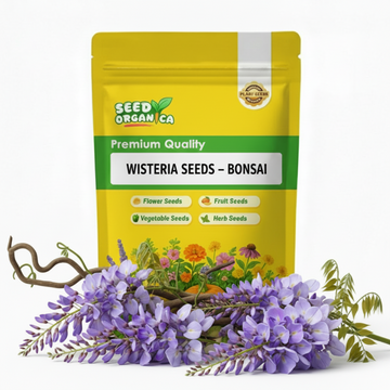 Wisteria Seeds – Bonsai