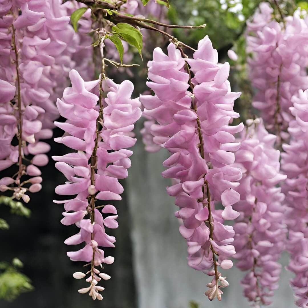 Wisteria Seeds – Pink