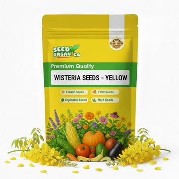 Wisteria Seeds – Yellow