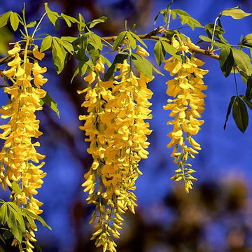Wisteria Seeds – Yellow Wisteria Sinensis Climbing