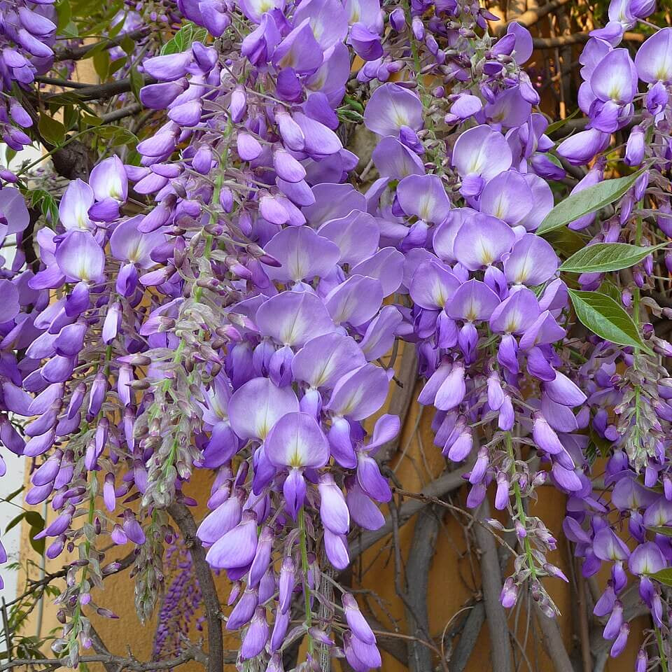 Wisteria Seeds – Sinensis