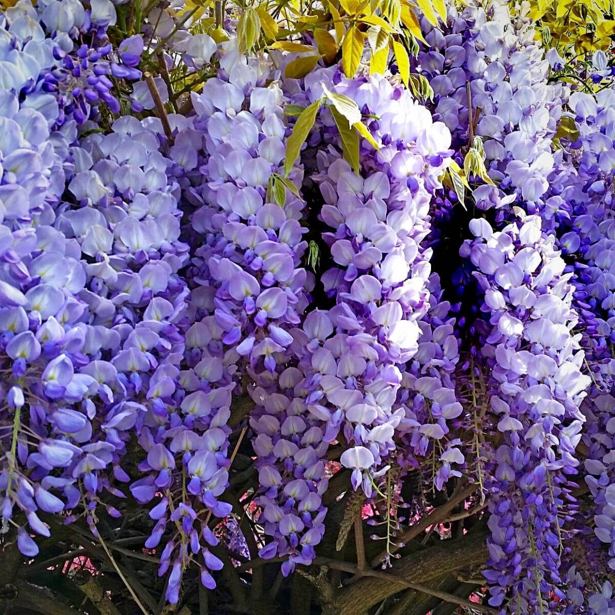 Wisteria Seeds – Sinensis