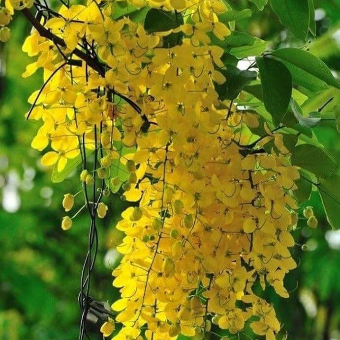 Wisteria Seeds – Yellow Wisteria Sinensis Climbing