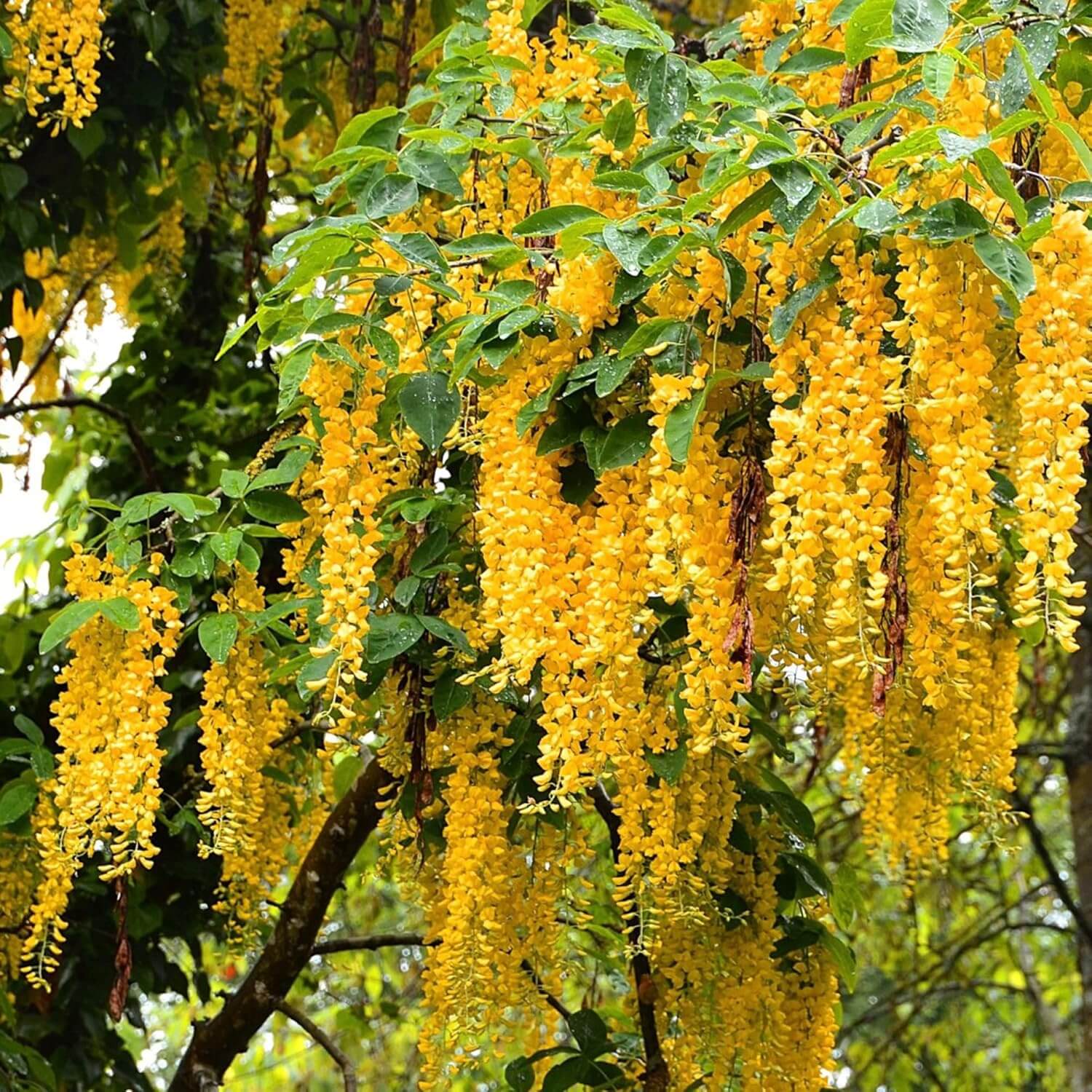 Wisteria Seeds – Yellow Wisteria Sinensis Climbing