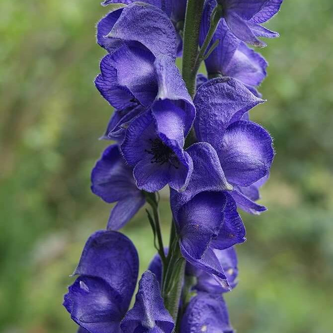 Wolfsbane Seeds - Flower Plant for Home Gardens
