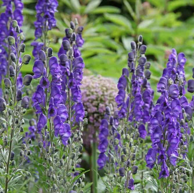 Wolfsbane Seeds - Flower Plant for Home Gardens
