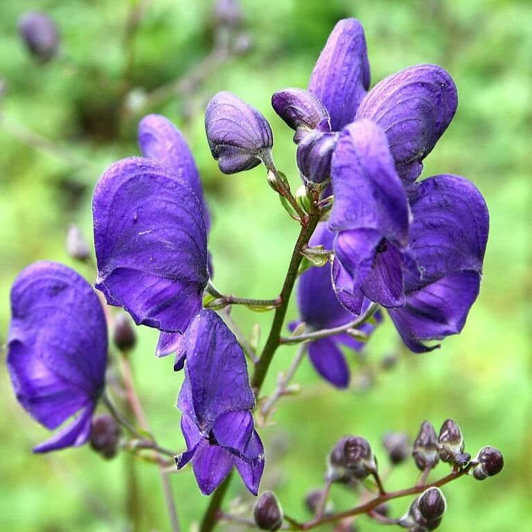 Wolfsbane Seeds - Flower Plant for Home Gardens