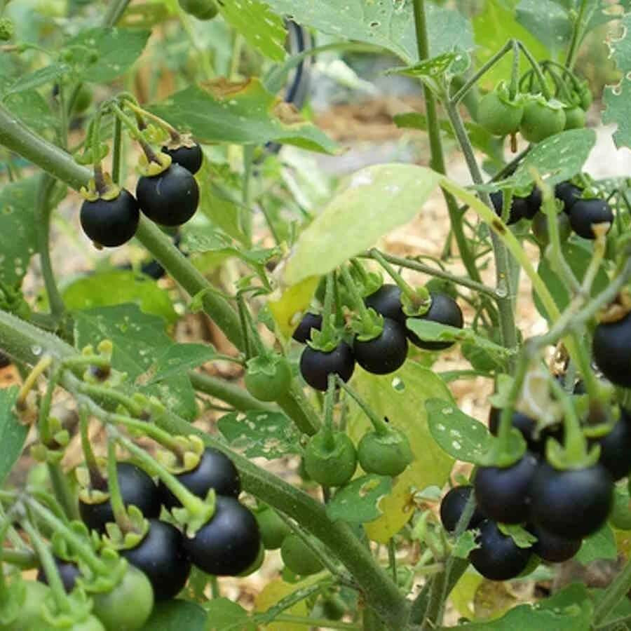 Wonderberry Seeds - Herbal Plant for Home Gardens