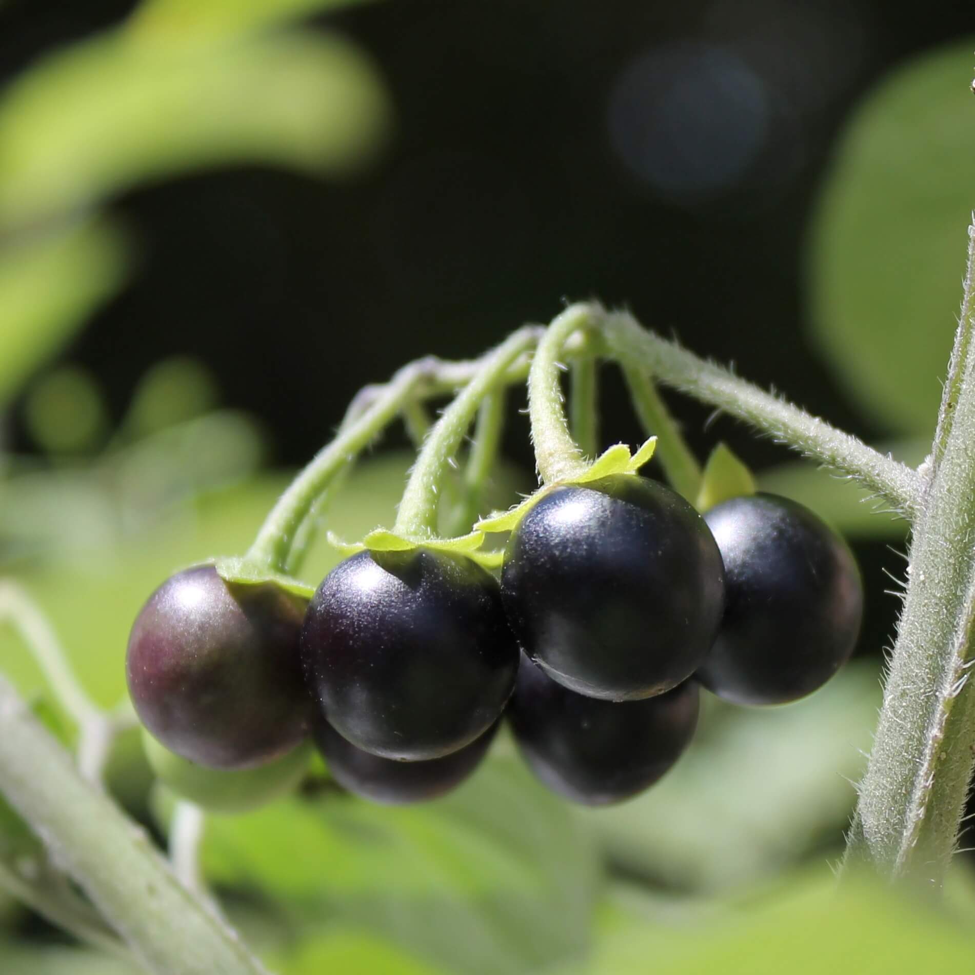Wonderberry Seeds - Herbal Plant for Home Gardens