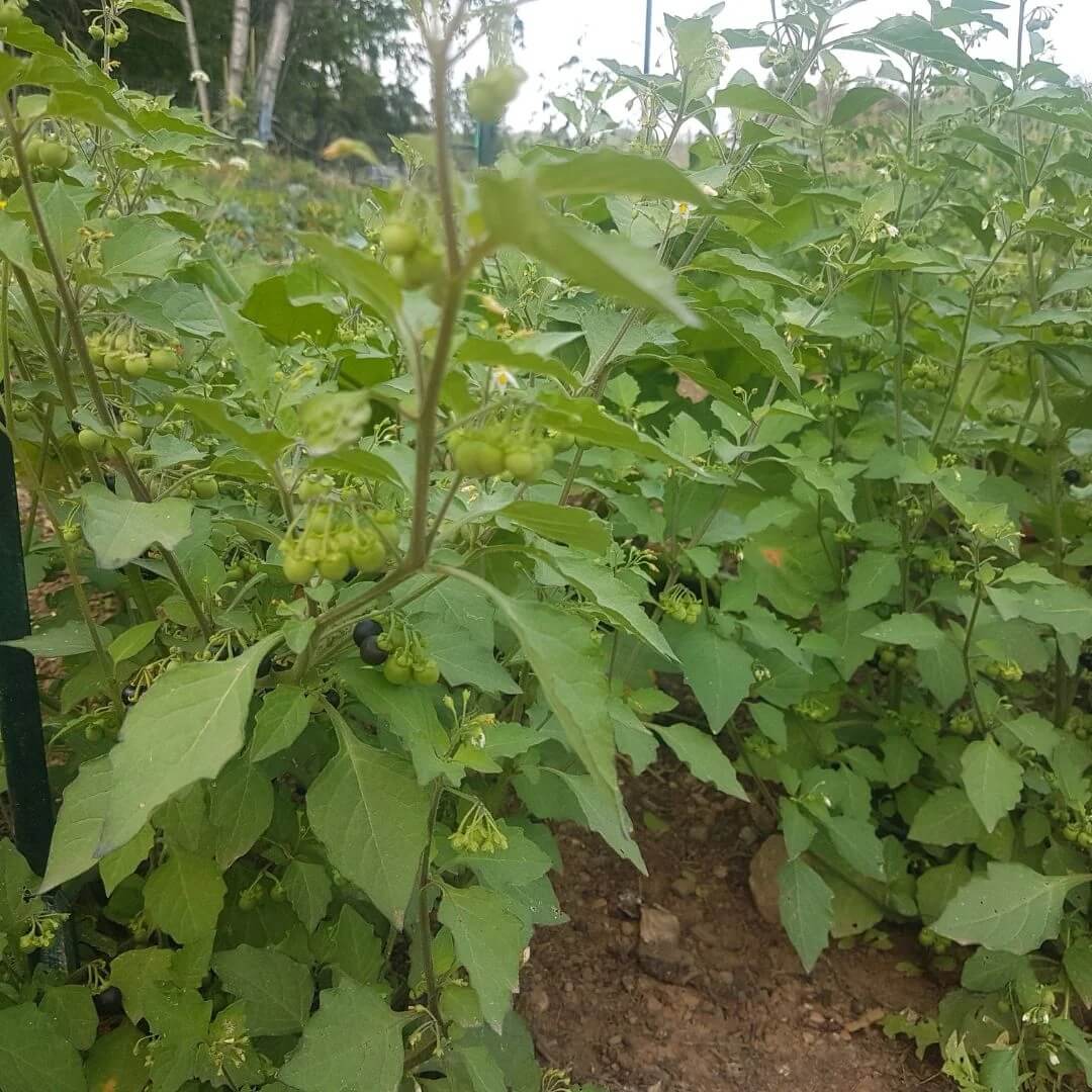 Wonderberry Seeds - Herbal Plant for Home Gardens
