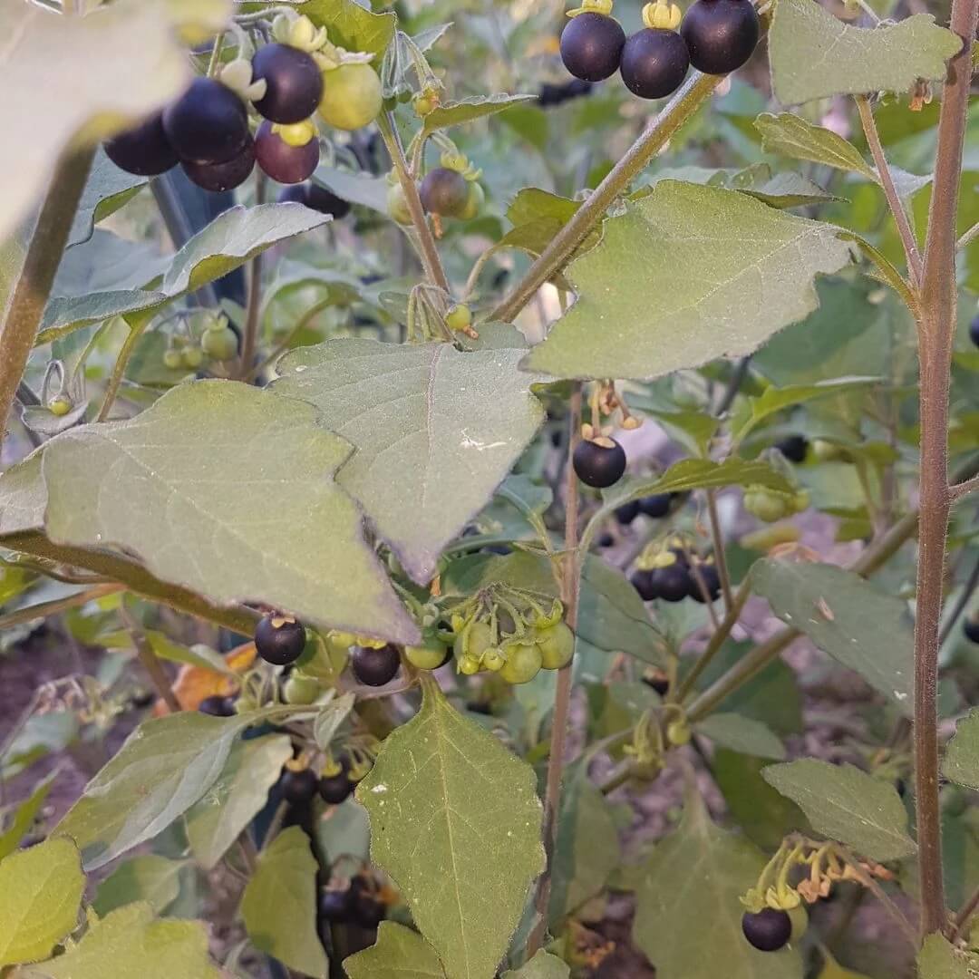 Wonderberry Seeds - Herbal Plant for Home Gardens