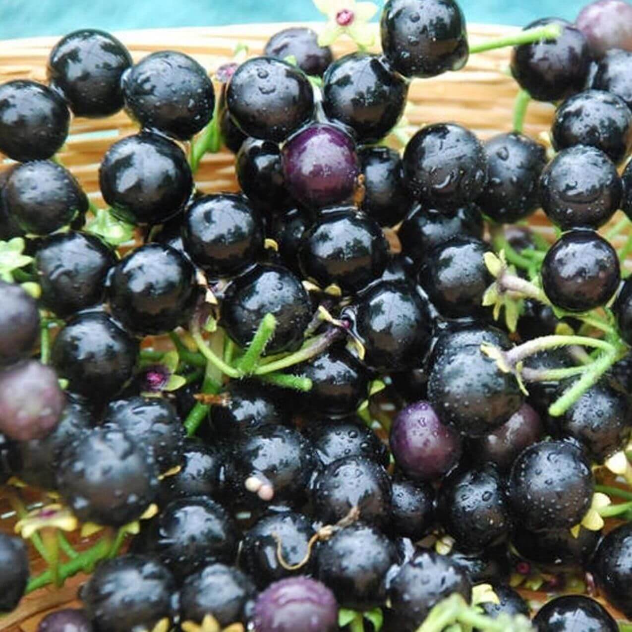 Wonderberry Seeds - Herbal Plant for Home Gardens