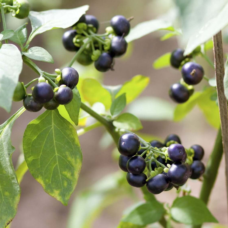 Wonderberry Seeds - Herbal Plant for Home Gardens