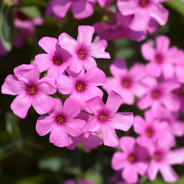 Wood-Sorrel Seeds – Pink