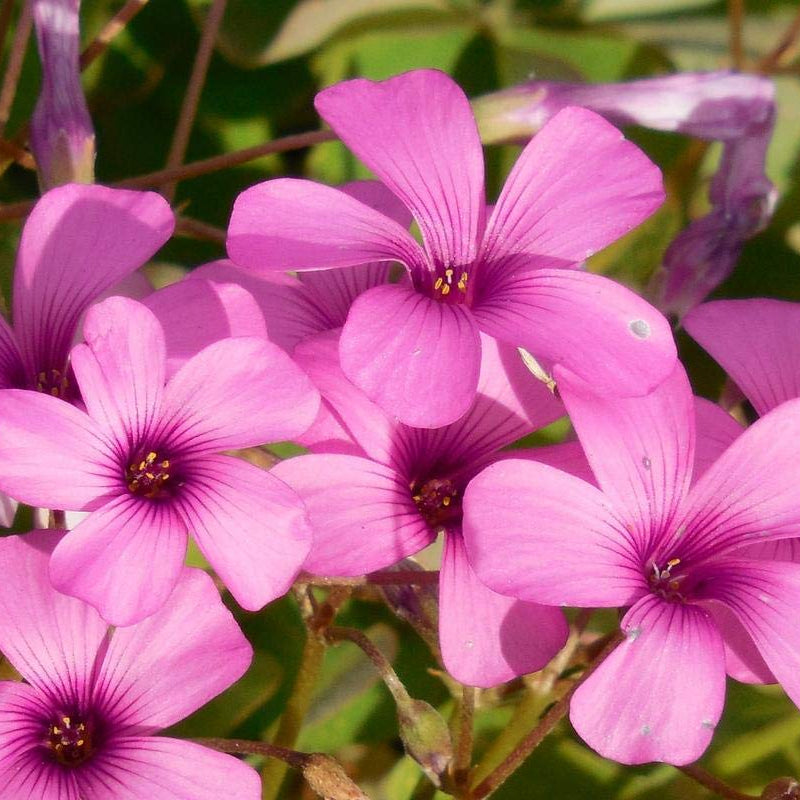Wood-Sorrel Seeds – Pink