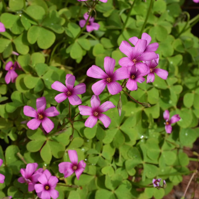 Wood-Sorrel Seeds – Pink