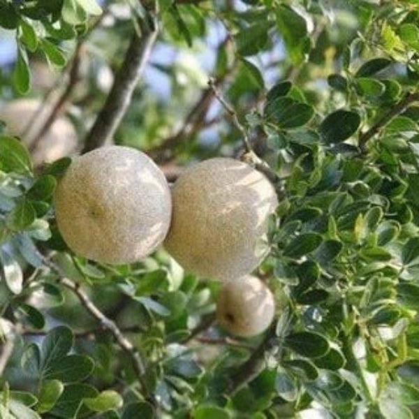 Wood Apple Bael Seeds