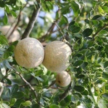 Wood Apple Bael Seeds