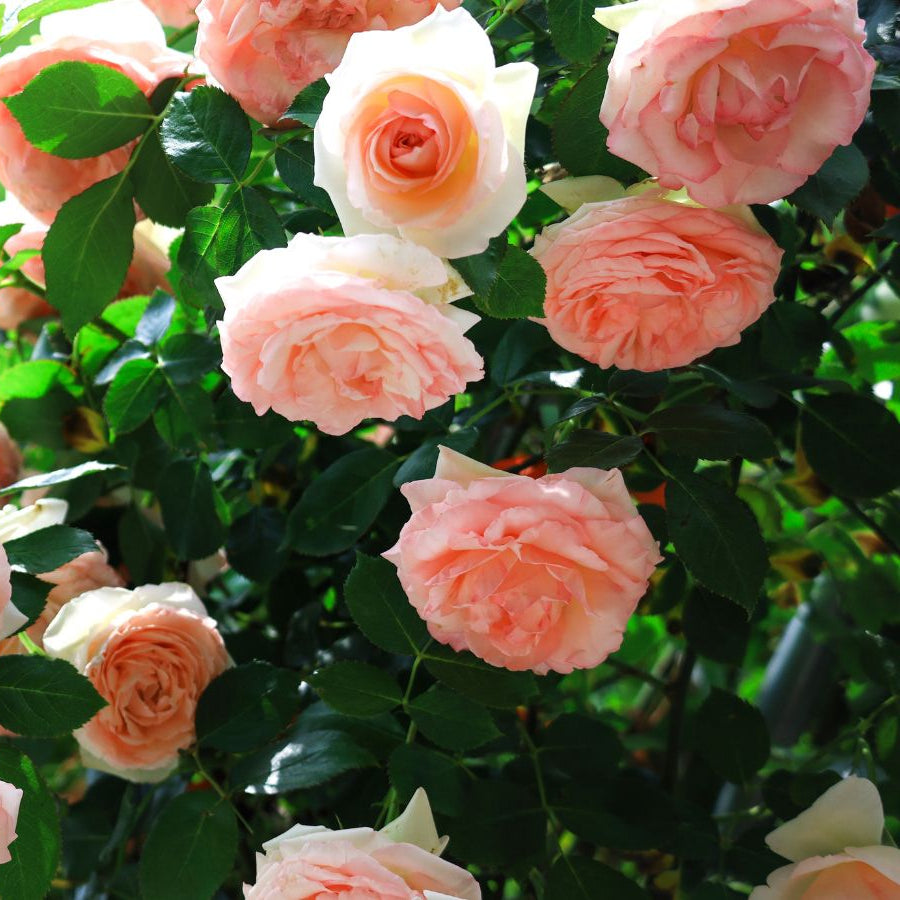 Wood Rose Seeds – Heirloom, Vibrant Blooms