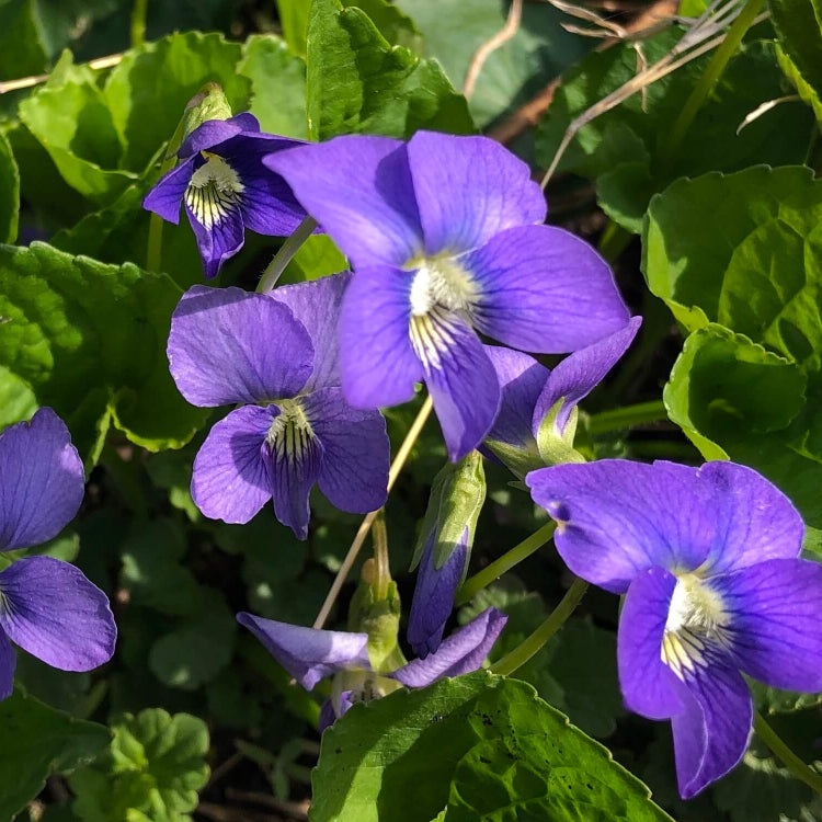 Wood Violet Seeds