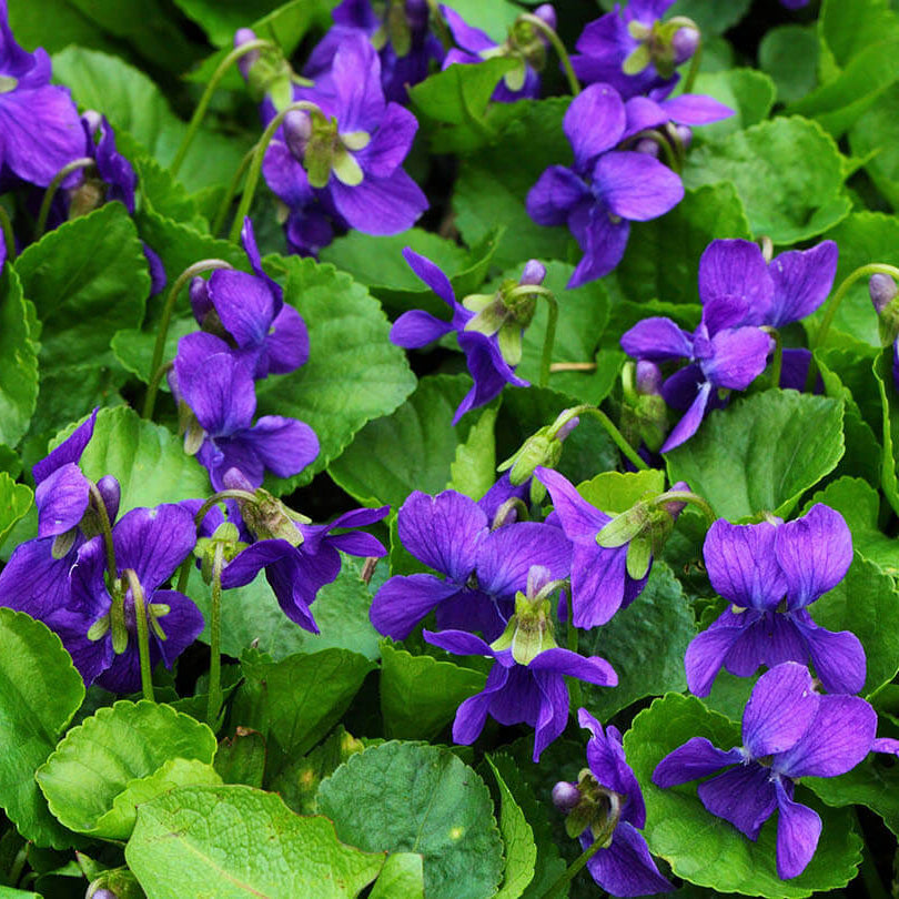 Wood Violet Seeds