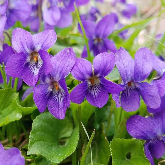 Wood Violet Seeds