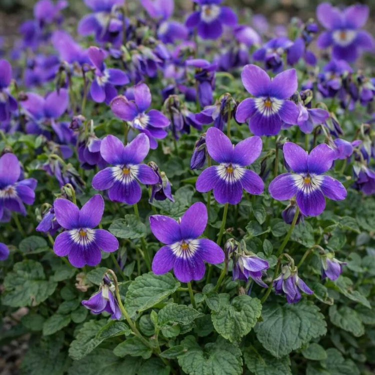 Wood Violet Seeds