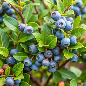 Woodland Berry Plants Seeds