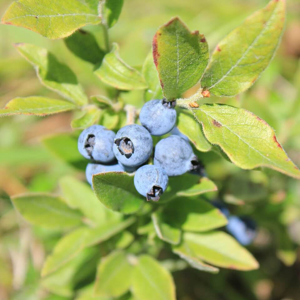 Woodland Berry Plants Seeds